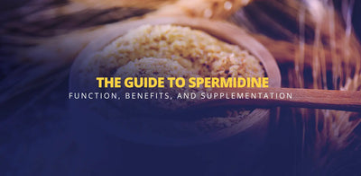 Guide til spermidin: Funktion, fordele og tilskud