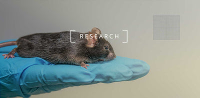 Undersøgelse: NMN forlænger levetiden og forbedrer tarmsundheden hos aldrende mus
