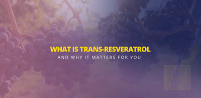 Hvad er trans-resveratrol, og hvorfor er det vigtigt for dig?